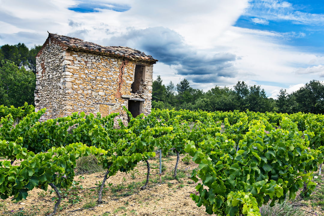 Provencal Vineyards